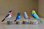 Birds from Brazil Web Selection