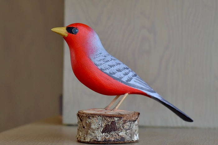 The Saira Vermulha wood bird from Brazil is red with grey wings and black around the eyes.