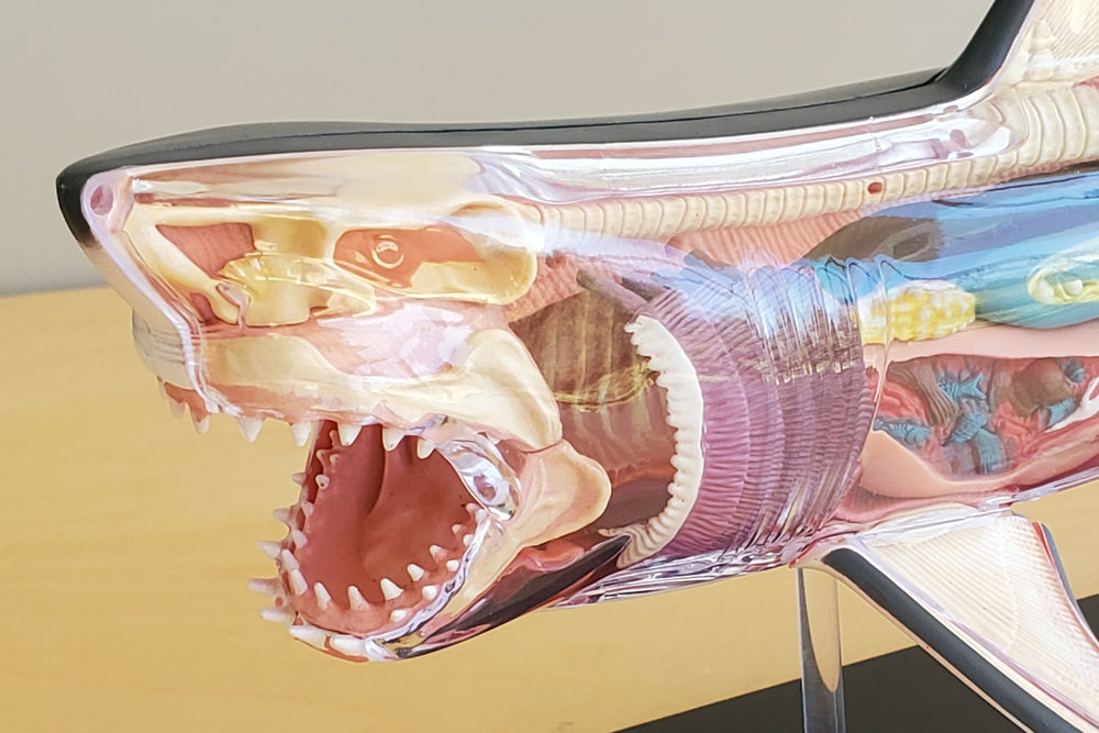 Shark Model is a Realistic 13" long anotomical Great White Shark model.  20 pieces with display stand. Learn the innerworkings of one of the most fearsome preditors of the ocean.
