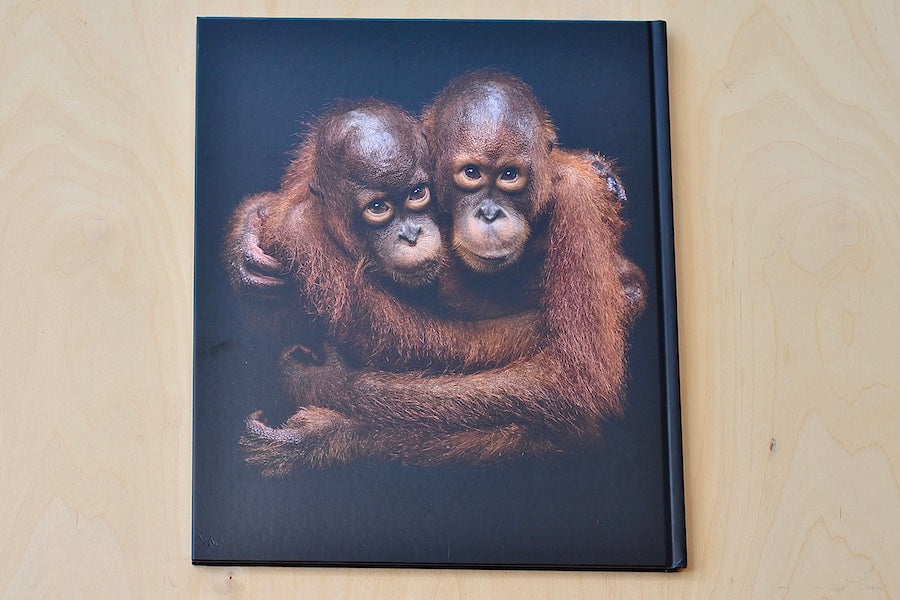 The People of the Forest by Mark Edward Harris Orangutans