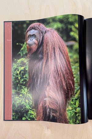 The People of the Forest by Mark Edward Harris Orangutans
